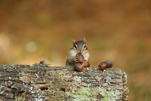 Cute little eastern chipmunk in Fall stashing away acorns in its cheek pouches
