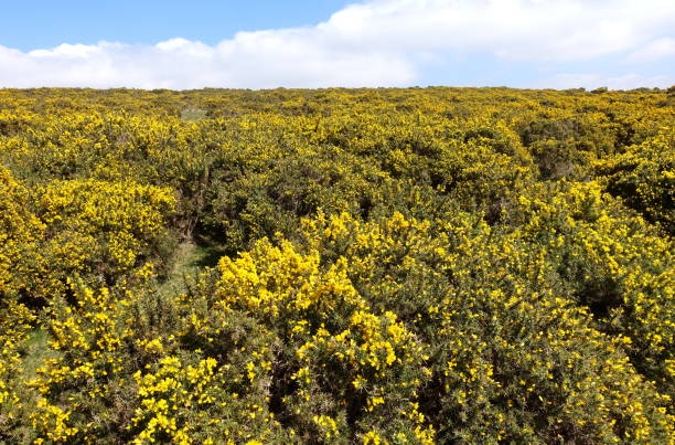 Flowering gorse bushes on Dartmoor England Looking across a dense bank of thick gorse to the horizon that is flowering with yellow flowers. Blue sky and light cloud on the horizon. furze or gorse ulex europaeus stock pictures, royalty-free photos & images
