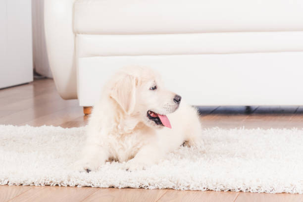 istock Retriever puppy sitting on carpet 1278604176