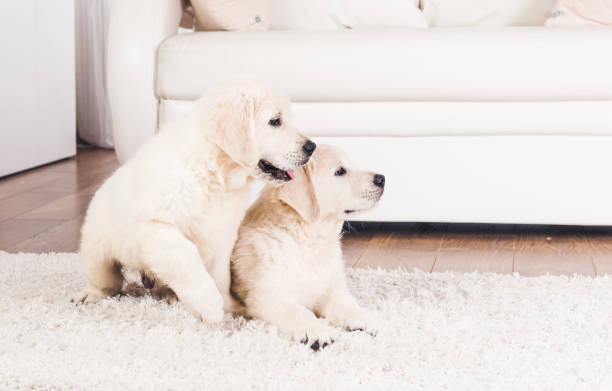 istock Two retriever puppies at home 1278604194