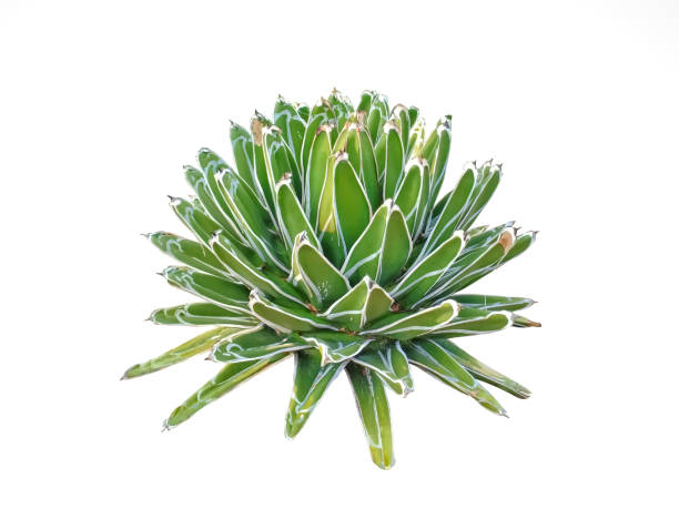 botaniczna z agawy królowej wiktorii. kwiat kształt zielony kaktus izolowane na białym tle. - victoria water lily zdjęcia i obrazy z banku zdjęć