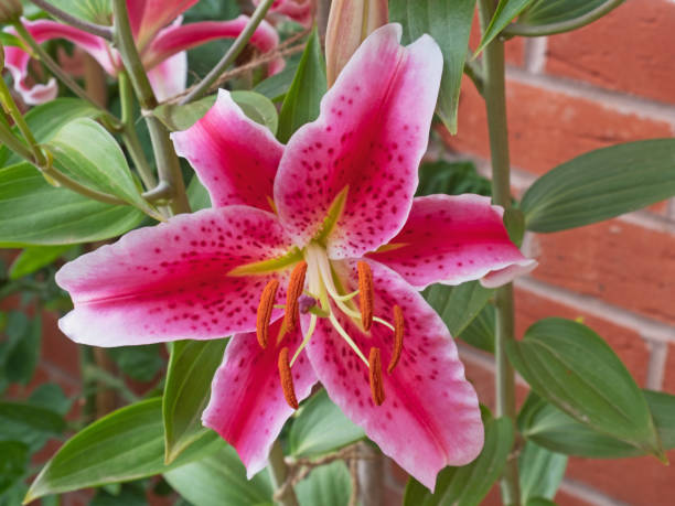 istock Oriental Lilies ( Lilium ) Stargazer 1278604409