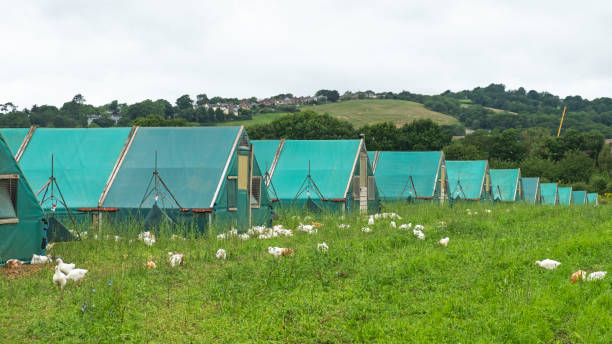 Buildings on a UK chicken farm