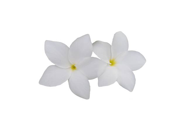 istock White flower isolated on white background. Beautiful Frangipani flowers. 1278604504