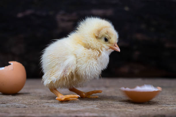istock Chicken hatching from an egg and eggshell at old wooden background 1278605039