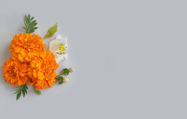 istock orange flowers on a light background blossom 1278605138