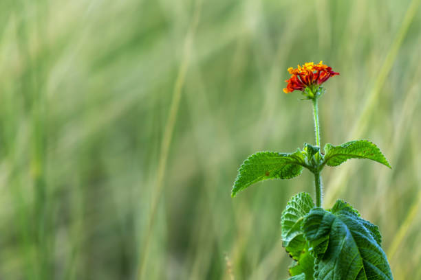 wild flower in the field