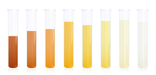 ilustrações, clipart, desenhos animados e ícones de amostras de urina, tubos de teste de amostras com urina de cores diferentes - gradação de laranja escuro para amarelo e líquido claro. indicador de níveis de desidratação. ilustração de vetor médico em branco. - color tube