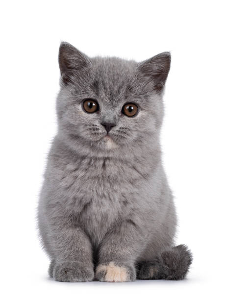 istock Blue tortie British Shorthair kitten on white 1278606454
