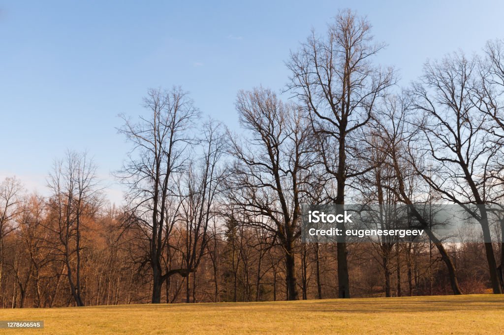 Rural Russian landscape with bare trees Rural Russian landscape with bare trees under blue sky, natural photo taken at spring day Bare Tree Stock Photo