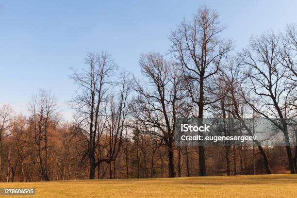 Rural Russian Landscape With Bare Trees Stock Photo - Download Image Now - Bare Tree, Tree, Autumn