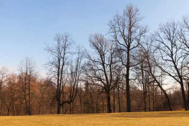 Rural Russian landscape with bare trees under blue sky, natural photo taken at spring day