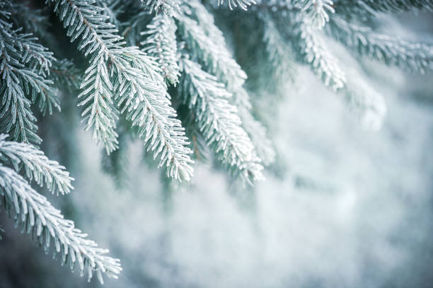 istock Christmas tree branches with frost outdoors 1278607361