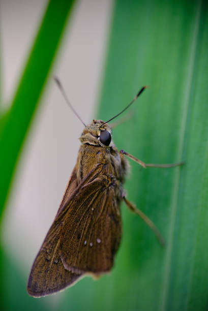 istock Close up shot of brown butterfly. 1278608903