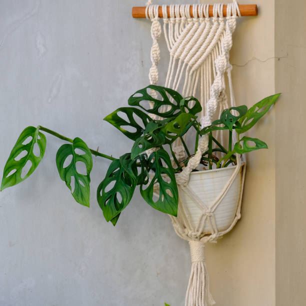 istock Monstera Adansonii in macrame plant hanger. 1278609006