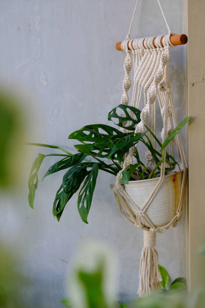 istock Monstera Adansonii in macrame plant hanger. 1278609528