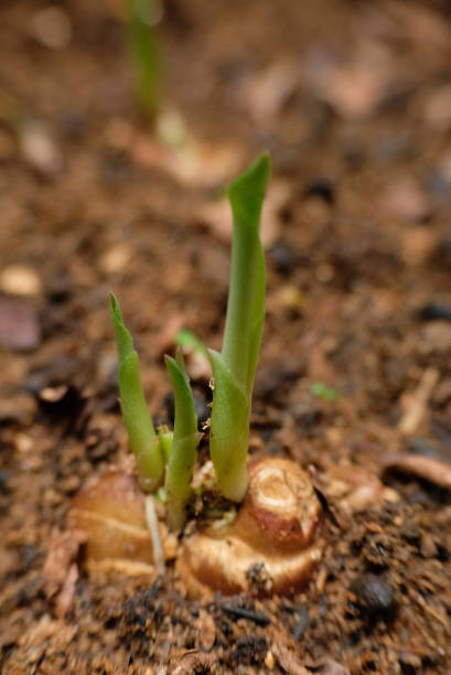 Growing sand ginger in the garden.