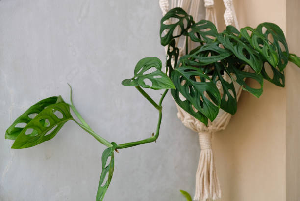 istock Monstera Adansonii in macrame plant hanger. 1278609662