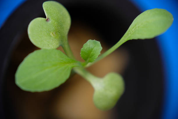 istock Close up of bok choy seedlings. 1278609836