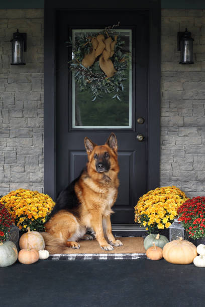 istock German Shepherd Dog Sitting on Front Porch Decorated for Thanksgiving Day 1278609895