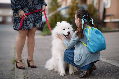 Child and her samoyed dog at a city street