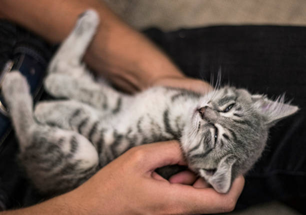istock little gray kitten sleeping on hands. Little cat sleeps Soft focus 1278610172
