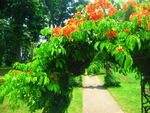 istock Royal Botanical garden Peradeniya. Sri Lanka 1278611088