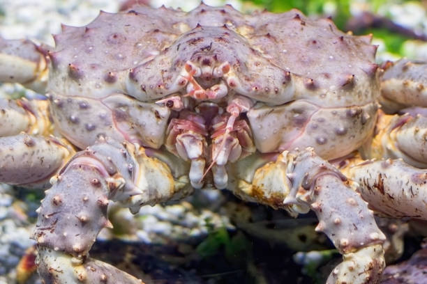 istock Crab underwater, shot close up. 1278611152