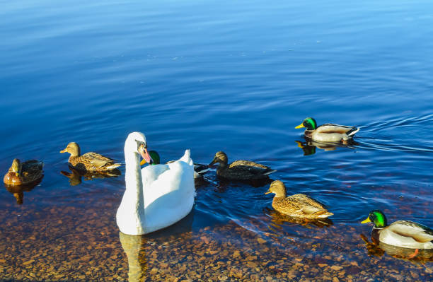 istock Beautiful swans on river coast at spring. 1278611211