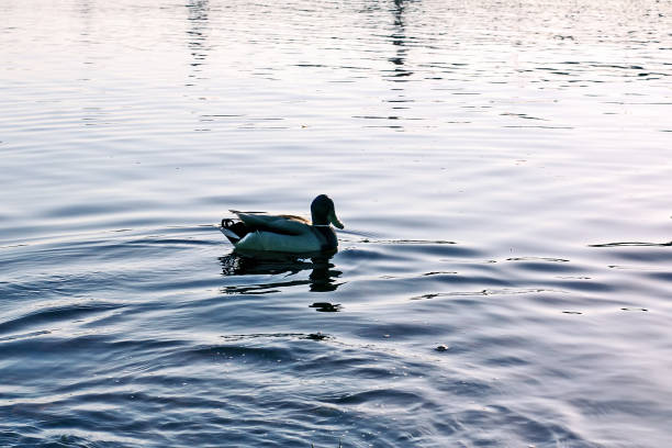istock Wild ducks swimming on river surface in sunset light. Spring landscape in East Europe. 1278611326