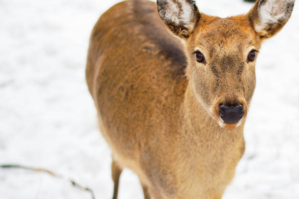 istock A female spotted deer. Sunny winter day, snow fell. 1278611418