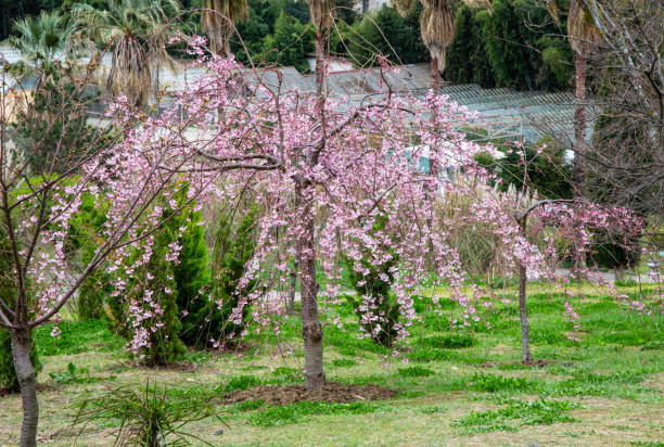 istock Cherry blossom, sakura flowers on a tree in spring 1278611664