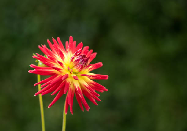 Pretty Dahlia Spanish Dancer, small Cactus,  Asteraceae blossom in the garden.