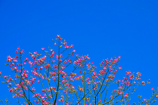 Pink flower, Chorisia Speciosa, Kapok Tree with blue background