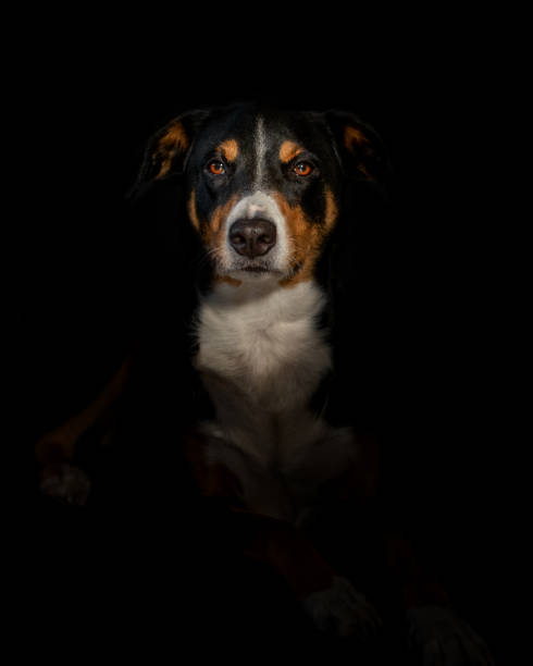 istock Dog looks into camera against black background 1278612693