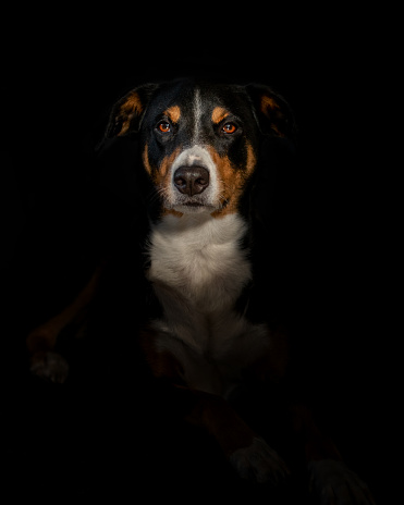 Close-up portrait of appenzeller Dog looks into camera against black background