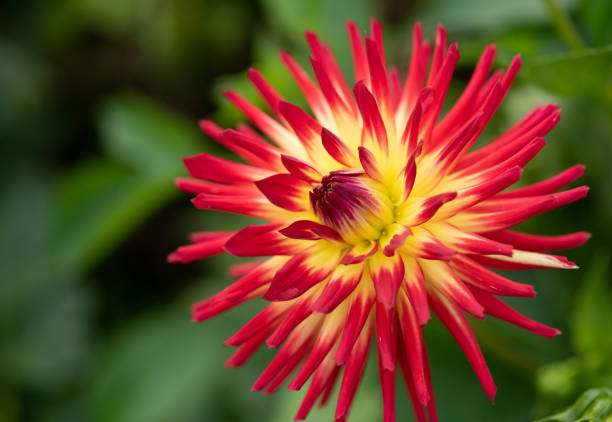 istock Dahlia (Asteraceae) blossom in the garden 1278613227