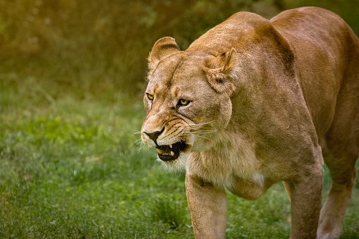 Portrait of a slowly walking lioness with a menacing expression on her face.