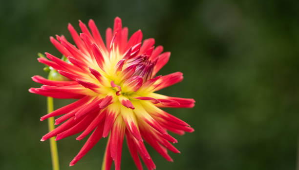istock Dahlia (Asteraceae) blossom in the garden 1278613356