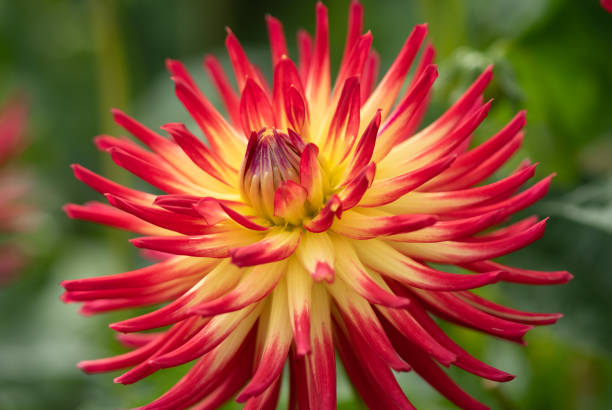 istock Dahlia (Asteraceae) blossom in the garden 1278613440