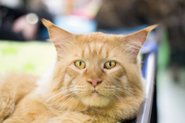 The big, red, lazy cat of the breed Main Kun lies on the green plaid. The cat slightly sticks out its tongue.