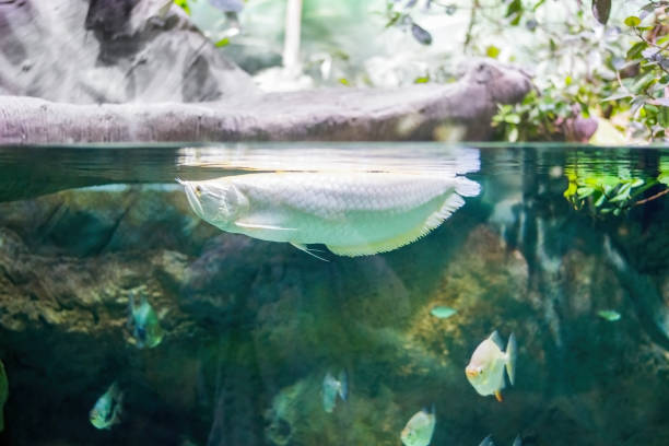 Large, white Arowana fish. A large, golden white fish Arovana swims near the surface of the water. Relic, ancient animals. gold arowana stock pictures, royalty-free photos & images