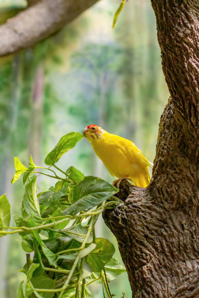 istock A yellow, tropical bird eats a leaf of wood. 1278613864