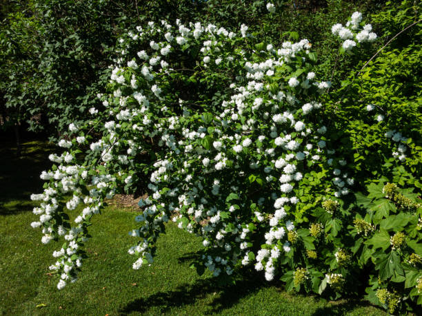 istock white flowering mock orange bush 1278613877