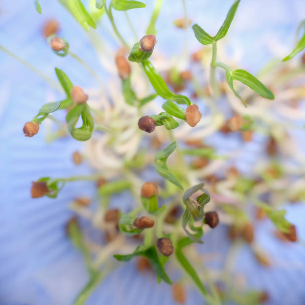 istock Close up of water spinach sprouts. 1278614108