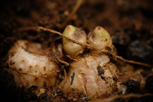 istock Ginger growing in the garden. 1278614845