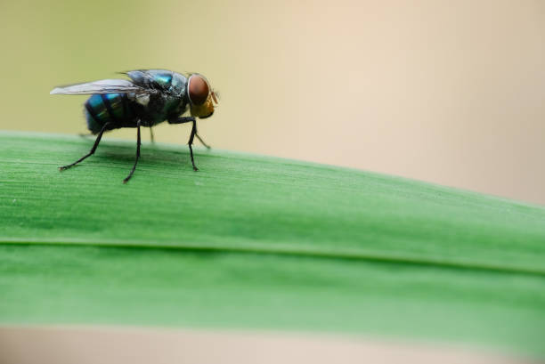 istock Macro photo of house fly. 1278614914