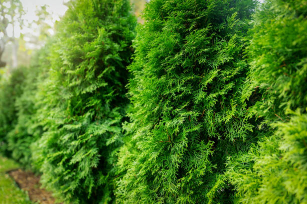 istock green lush thuja hedge closeup 1278614936