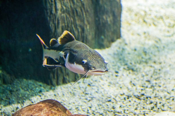 istock Som, underwater in its natural habitat 1278615741