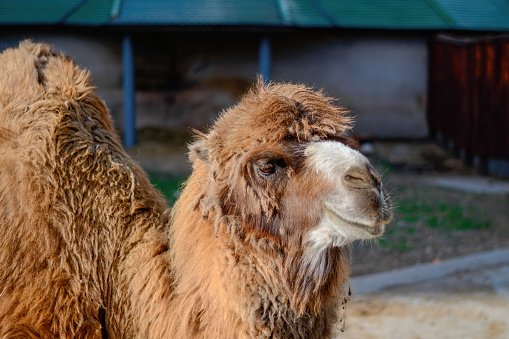 A Shaggy Red Camel In A Stall Stock Photo - Download Image Now - Africa,  Animal, Animals In Captivity - iStock